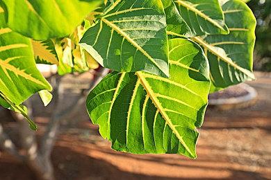 《毁灭公爵》开发商正在开发一个RTS新作 全新IP