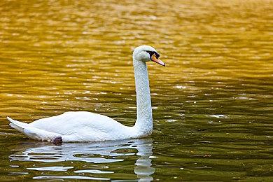 暴雪负责人：《暗黑破坏神4》盗宝地精掉率将获得加强
